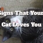 signs that your cat loves you