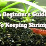 a beginners guide to keeping shrimp