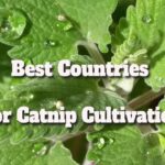 best countries for catnip cultivation