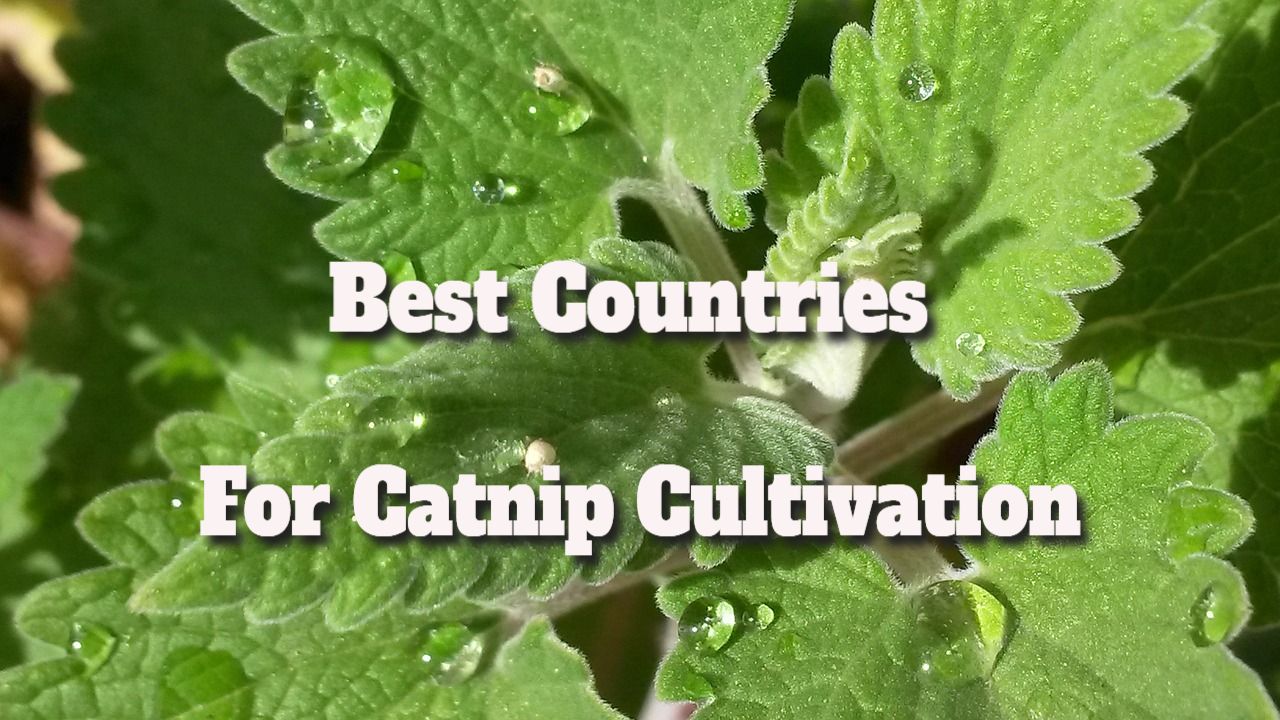 best countries for catnip cultivation