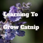 learning to grow catnip