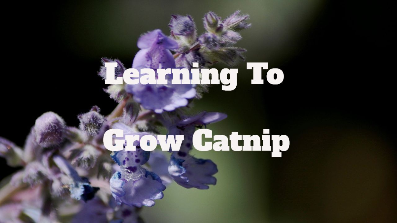 learning to grow catnip