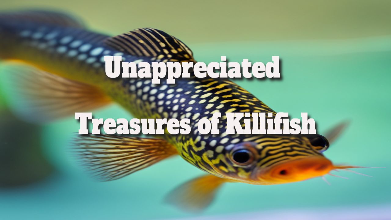 Unappreciated treasures of killifish