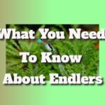 what you need to know about endlers