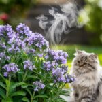 flowering catnip plant