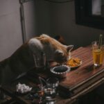 cat eating from table