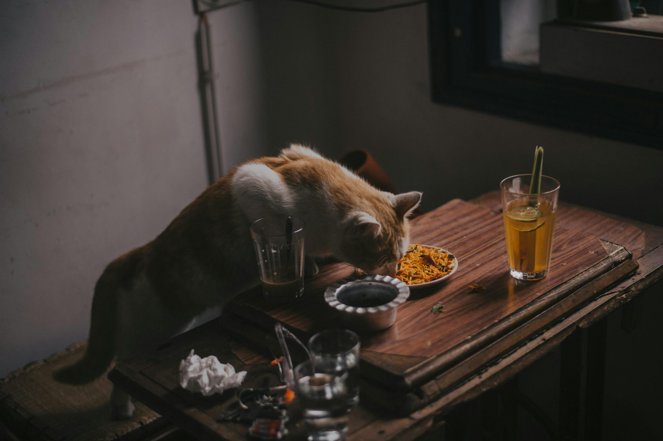 cat eating from table