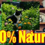 CATNIP Secrets You Never Knew Existed?